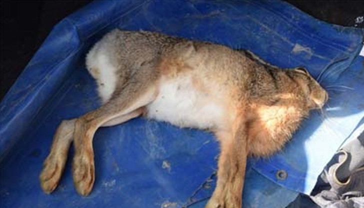 Мистерия в Кърджалийско: Птици падат от небето, зайци мрат в канавките!