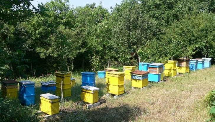 Задигнаха пчелни кошери в Русенско