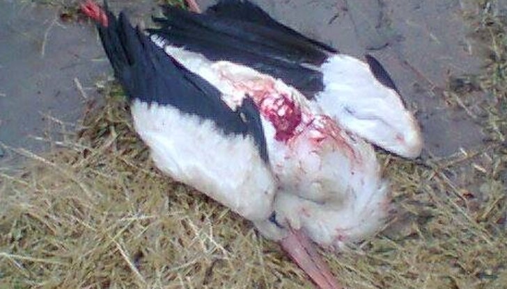 Убити щъркели