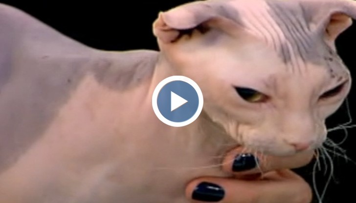 Котки за милиони - кои са най-редките и скъпи породи?