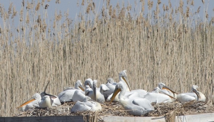 Излюпи се ново поколение пеликани в резервата "Сребърна"