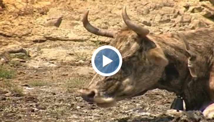 По Великден: Трима се задавиха с месо, един е блъснат от бик