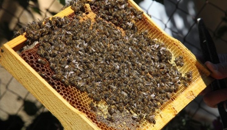 Мъж почина, след като бе нажилен от рояк пчели Мъж почина, след като бе нажилен от рояк пчели