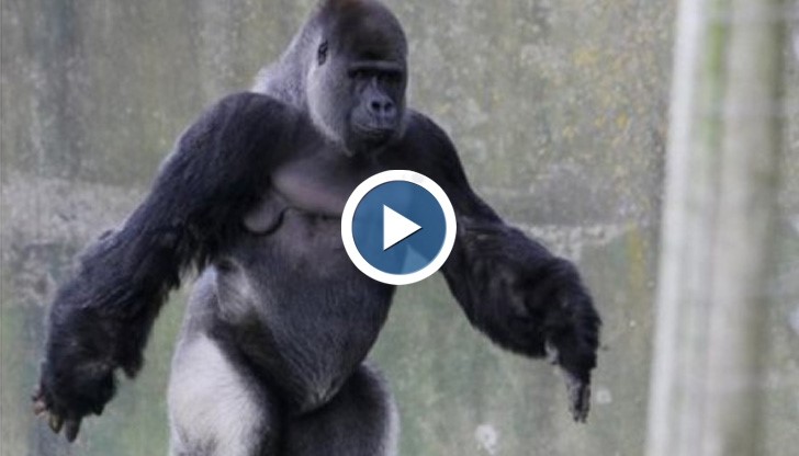 Горилата, която ходи изправена като човек, е тотален хит