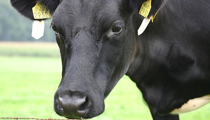 Моторист взема 5 000 лв. обезщетение заради кравешка мина на пътя