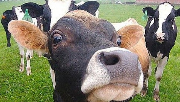 Нещо странно става с кравите в Ню Йорк
