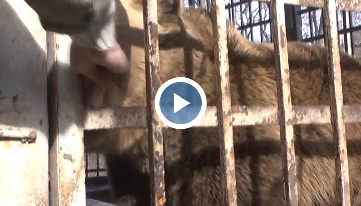 Николово се вдига на бунт, за да спре отвеждането на мечките