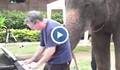 Слон, свирещ на пиано, покори Фейсбук