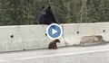 Удивително! Мечка спаси бебето си от опасна магистрала