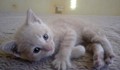 Малко котенце си търси стопанин
