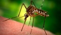 Ето как да отблъснем комарите, без да купуваме репеленти