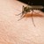Няколко варианта да се предпазите от комарите без скъпи репеленти