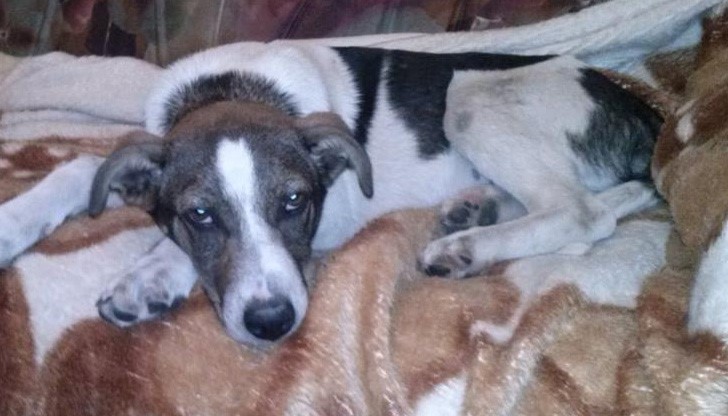 Намерено домашно куче в кв. "Здравец"