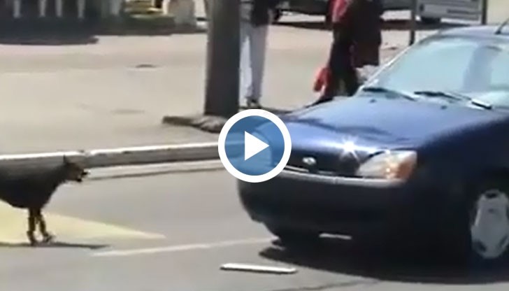 Никога не бибиткай на куче за да не ти се случи това!