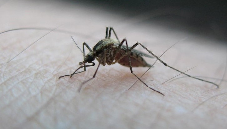Русенска област получава над 125 000 лв. за борба с комарите