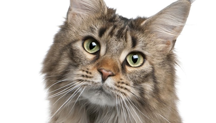 Котката ми вибрира. Защо? Котката ми вибрира. Защо?