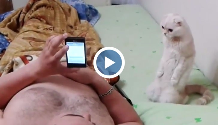 Котки се изправят на задните си лапи по време на руския химн