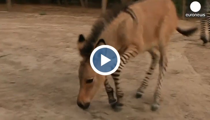 Уникално животно се роди в Мексико