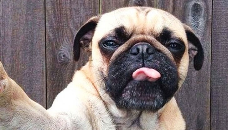 Животински селфита, които ще ви просълзят от смях