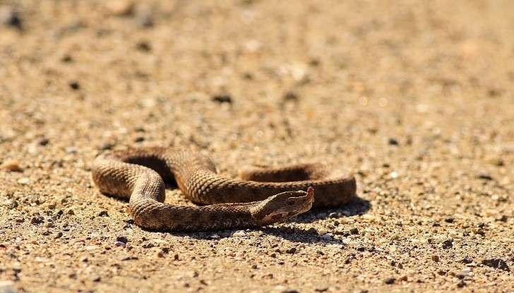 Пепелянка клъвна 13-годишен и го прати в болница Пепелянка клъвна 13-годишен и го прати в болница
