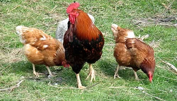 Крадци на животни се разшетаха предпразнично