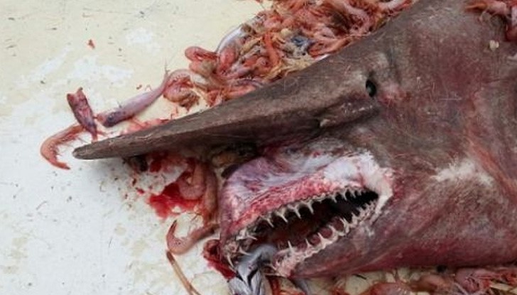 Рибар извади праисторическо чудовище от океана