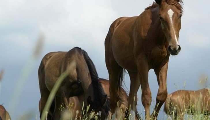 Издирват убиец на коне, пробожда животните в сърцето Издирват убиец на коне, пробожда животните в сърцето