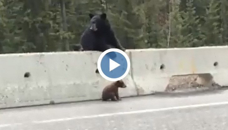 Удивително! Мечка спаси бебето си от опасна магистрала