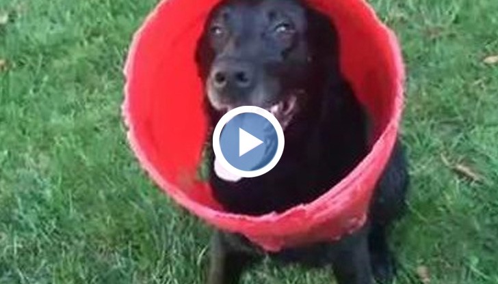 Най-щастливото куче на света