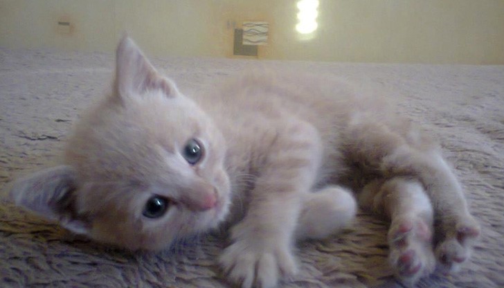 Малко котенце си търси стопанин