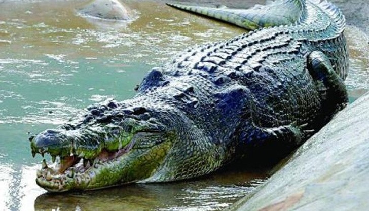 120-килограмова жена се сгромоляса върху крокодили му причини стрес