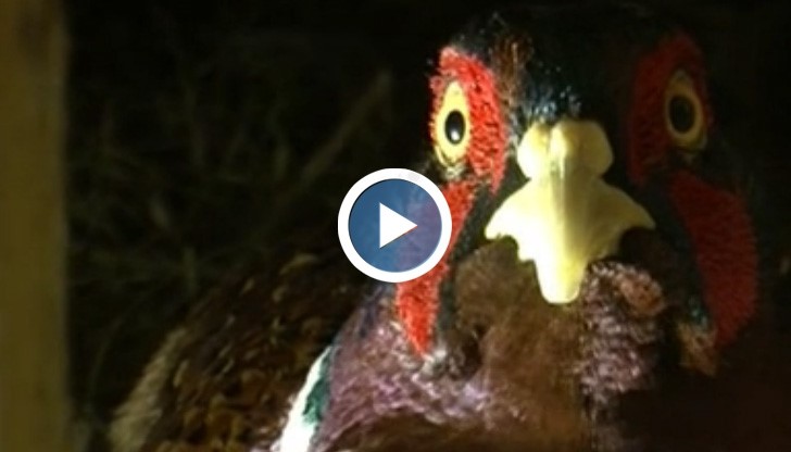 Аномалия в света на птиците! Мъжки фазан мъти яйца