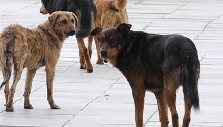 3 000 лв. обезщетение за русенка, нахапана от бездомни псета 3 000 лв. обезщетение за русенка, нахапана от бездомни псета