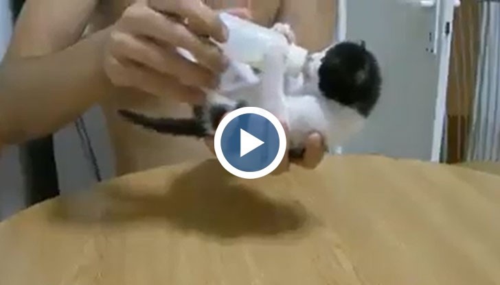 Какво става, когато 2-седмично котенце види за пръв път мляко