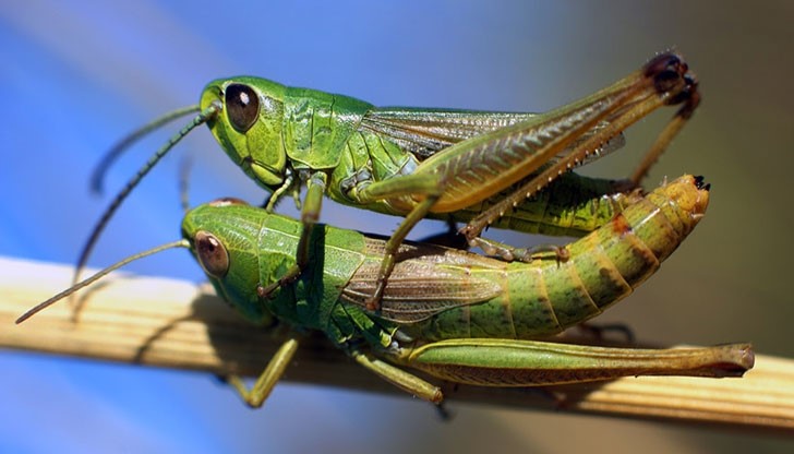 Нашествие на марокански скакалци съсипва реколтата в Южна България Нашествие на марокански скакалци съсипва реколтата в Южна България