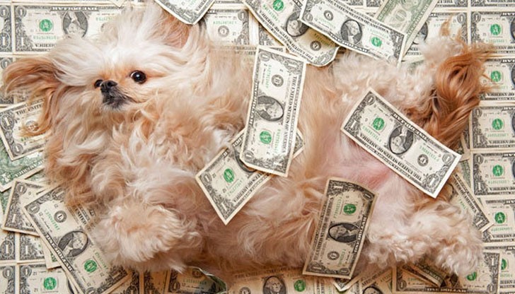 Куче печели по 1000 долара на ден