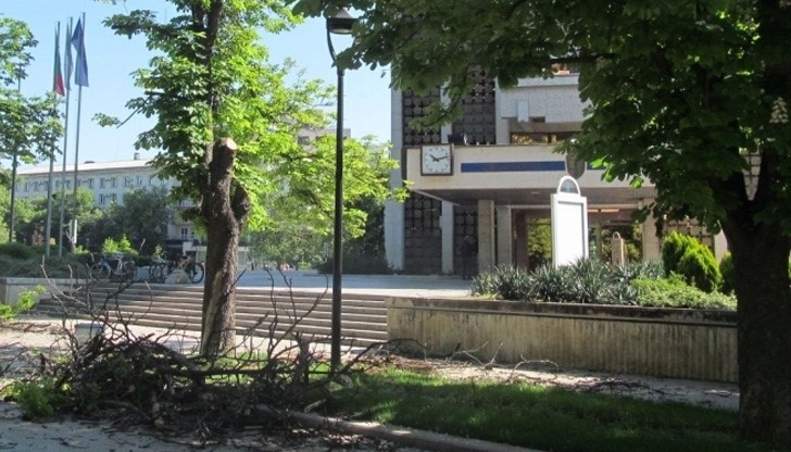 Окастриха дърветата пред Община Русе