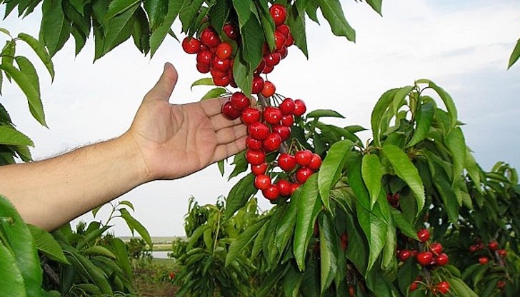 Жандармерия, гранична полиция и пожарна пазят черешите Жандармерия, гранична полиция и пожарна пазят черешите