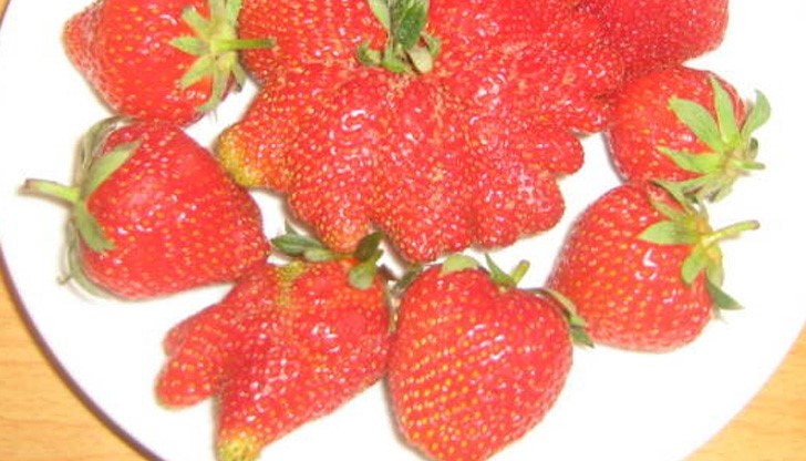 Гигантски ГМО ягоди заляха родните пазри