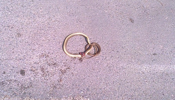 Змии плъзнаха в кв. "Възраждане"