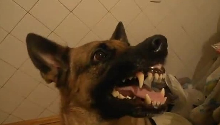 Домашен пес почти изяде стопанката си в Русе