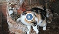 Коте се промъква в зоопарк, за да вижда приятеля си рис