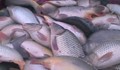 Румънска врътка вдига цената на рибата у нас