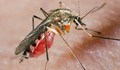 Гръцки комари заразяват с малария