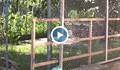 Русенец превърна сметище до блока си в разкошна градина