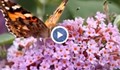 Пеперуди събират цветен прашец