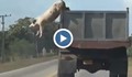 Свиня се спасява, скачайки от камион