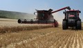 Жънат пшеницата в Русенско