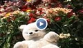 Хиляди оставиха цветя на лобното място на убитото от джип дете
