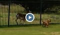 Сърна буквално се подиграва с питбул